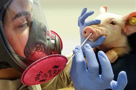 swine flu and rfid chip new world order|The (COVID.